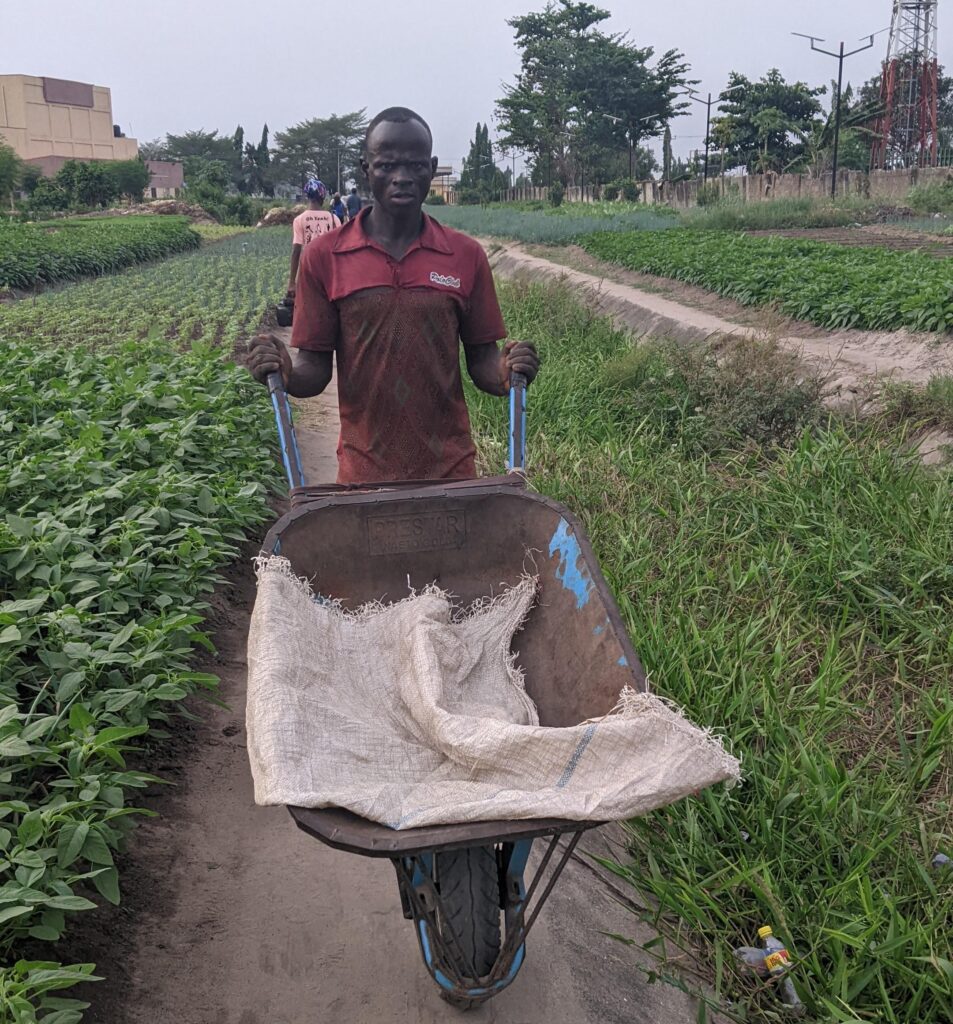 Lagos Agribusiness: Urban Farming’s Growing Influence